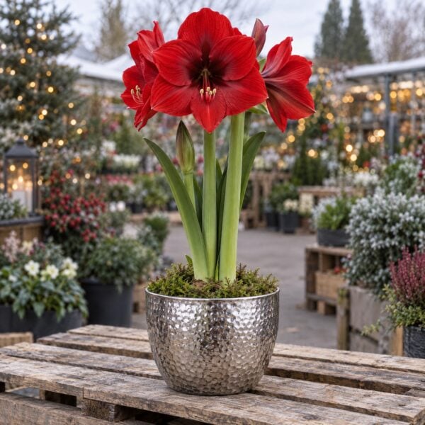 Amaryllis Gift Pot