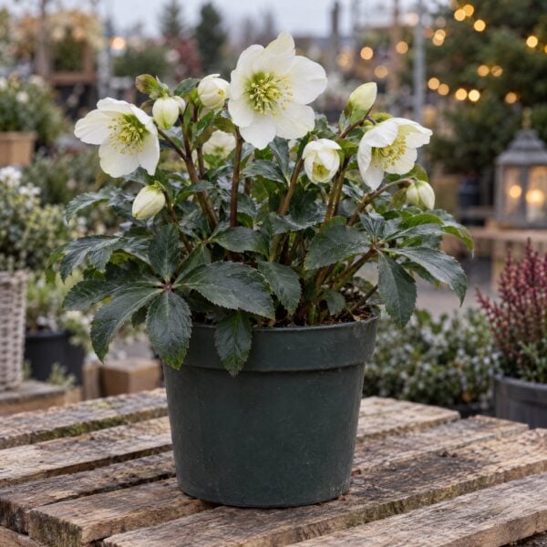 Christmas Rose (Hellebore)