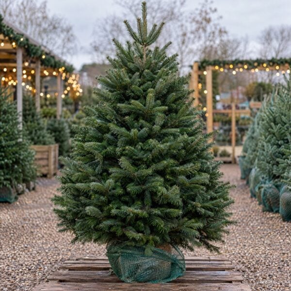 Nordmann Fir (Cut)